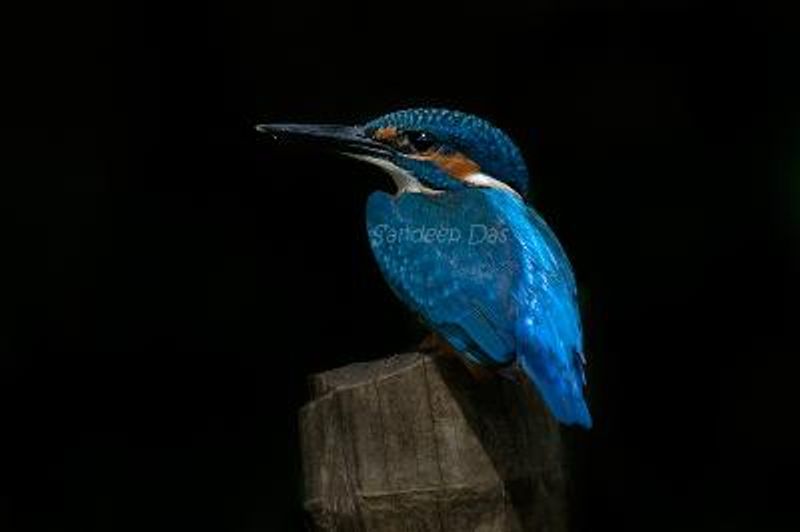 Common Kingfisher