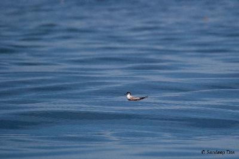 Bridled Tern