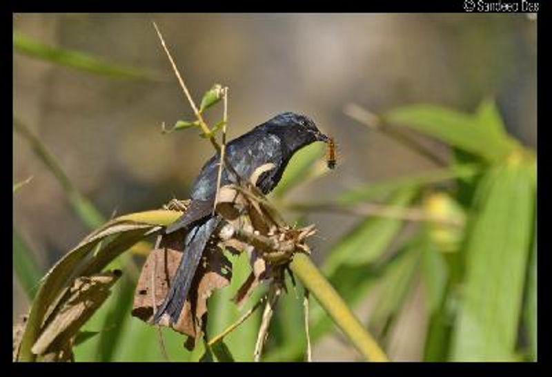 Drongo Cuckoo