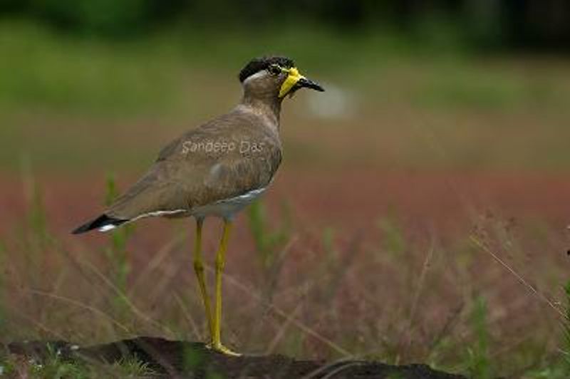 Yellow wattled Lapwing