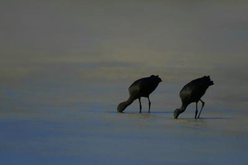 Glossy Ibis