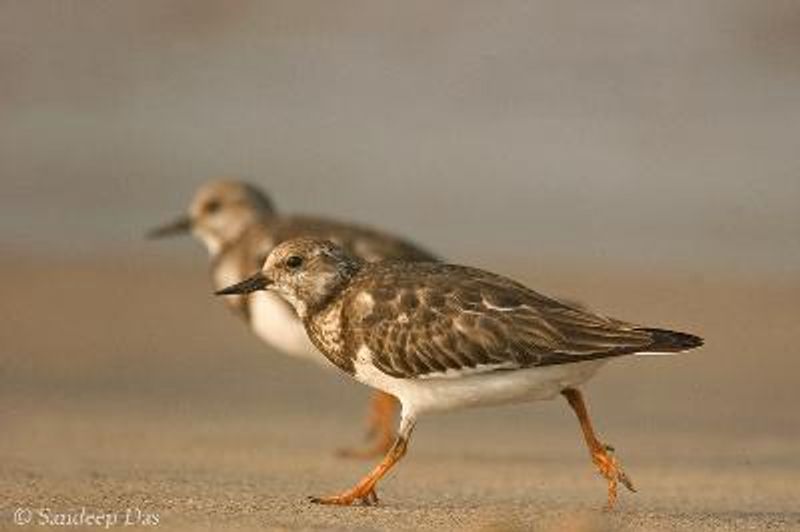 Ruddy Turnstone