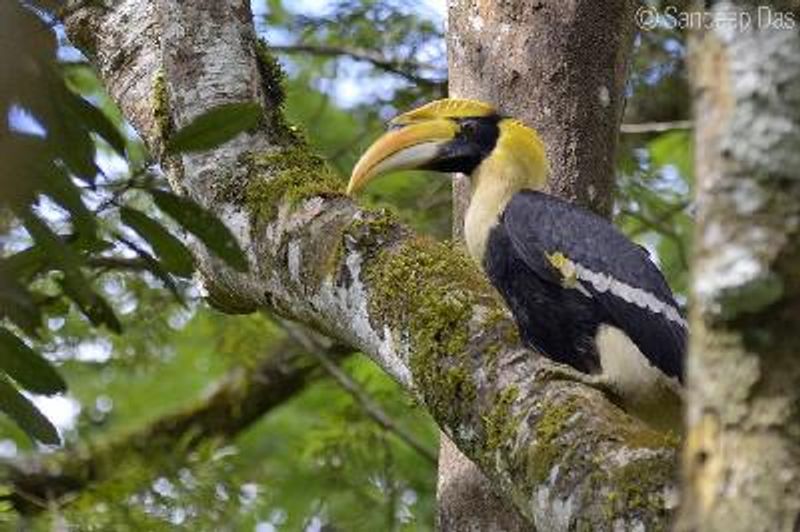 Great Hornbill