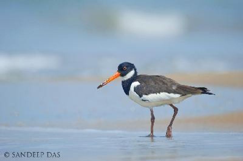 Eurasian Oystercatcher
