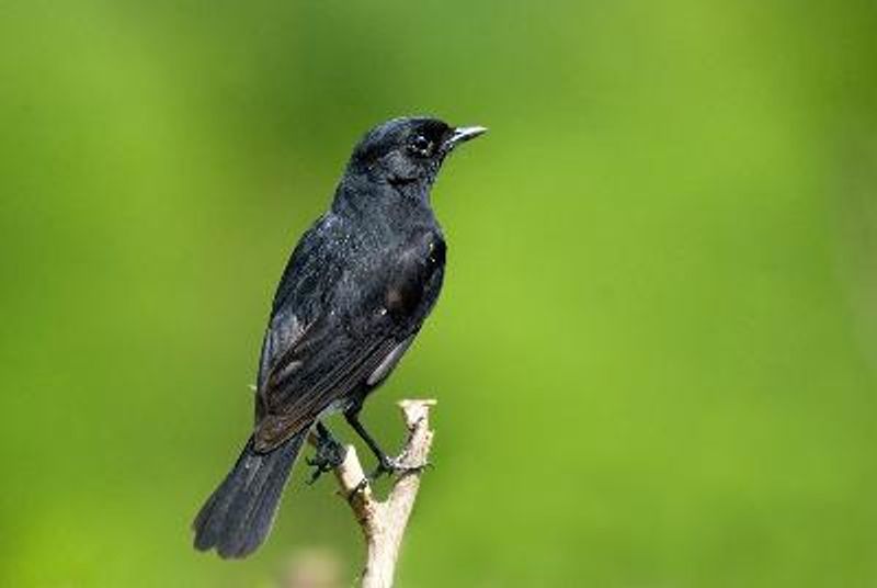 Pied BushChat