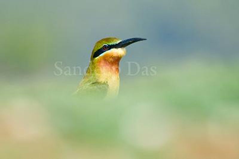 Blue tailed Bee eater