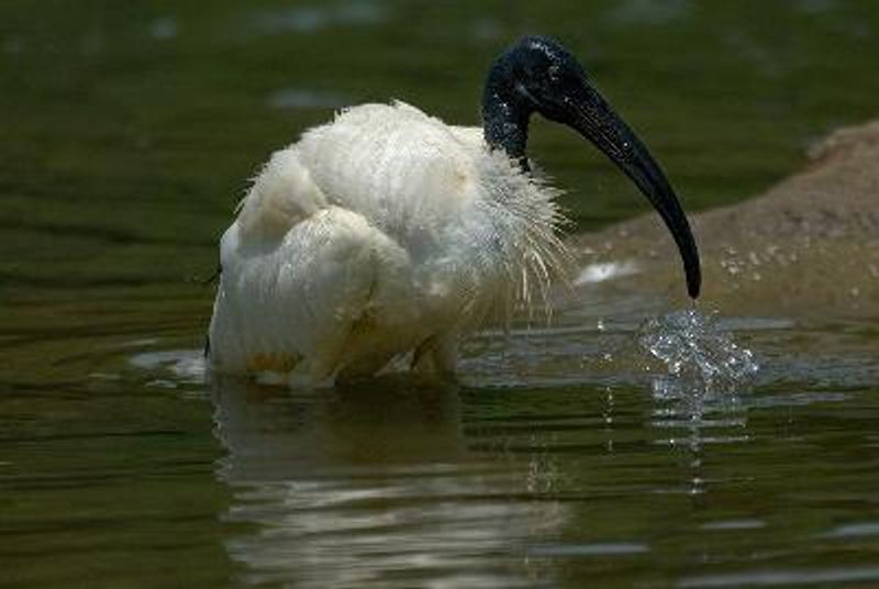 Black headed Ibis