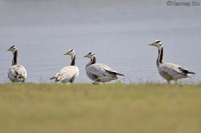 Bar headed Goose