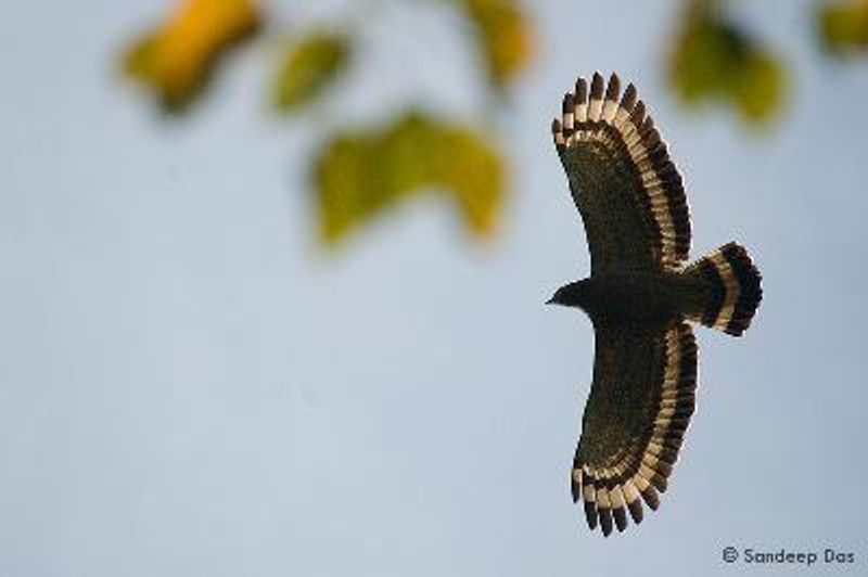 Crested Serpent Eagle