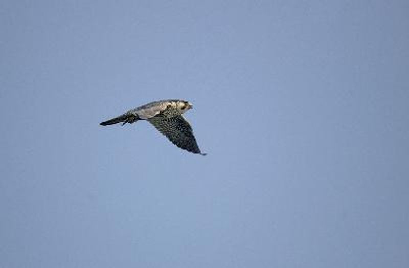 Peregrine Falcon