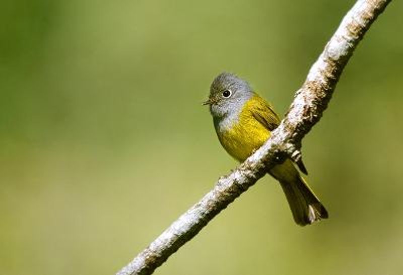 Grey headed Canary flycatcher