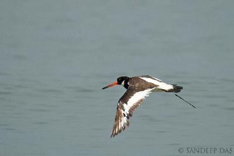 Eurasian Oystercatcher