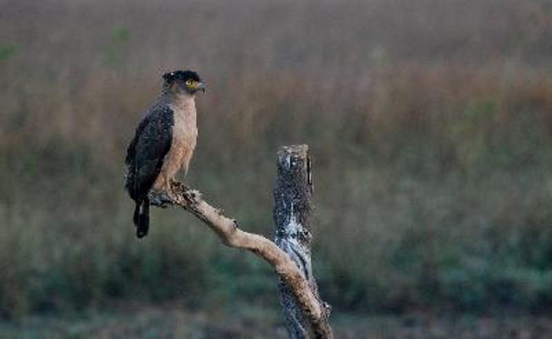 Crested Serpent Eagle