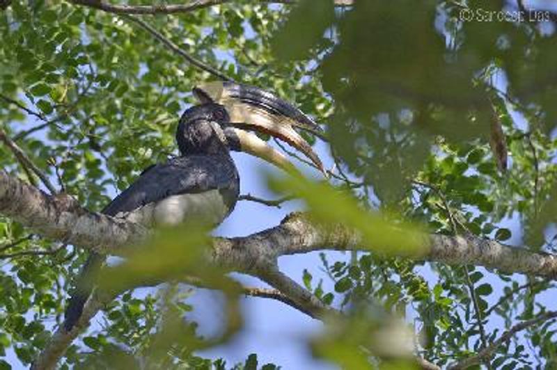 Malabar Pied Hornbill