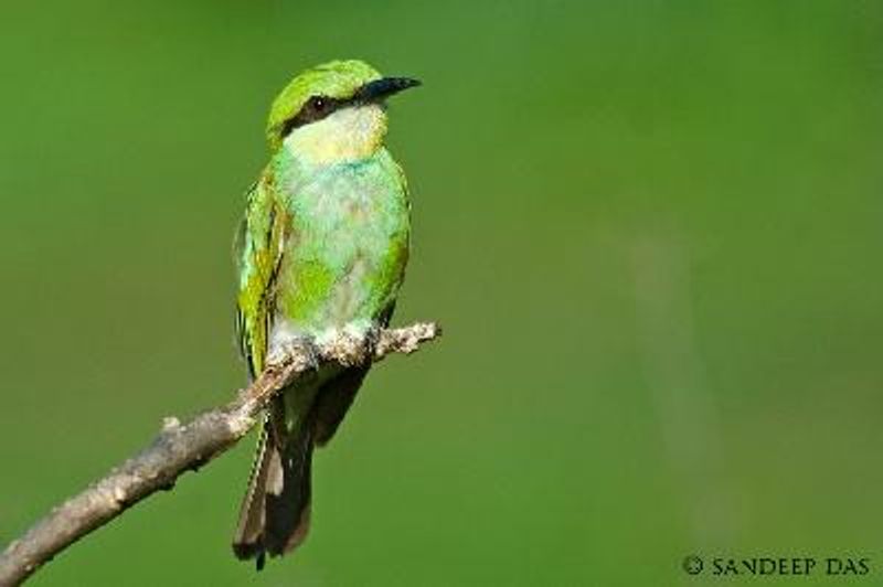 Green Bee eater