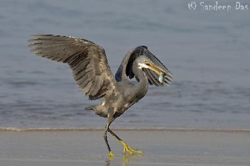 Western Reef Egret