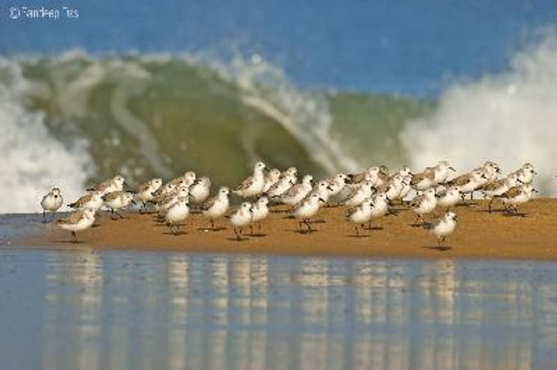 Sanderling