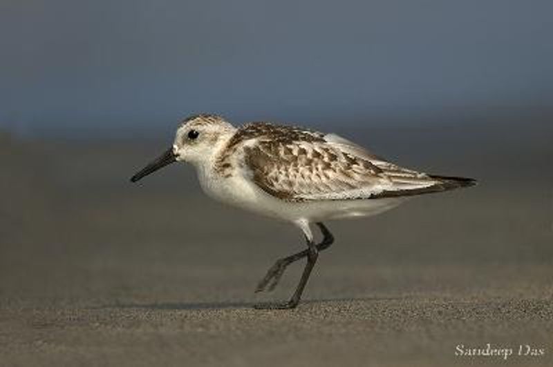 Sanderling