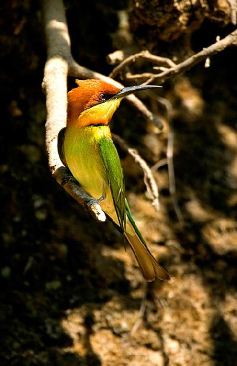 Chestnut headed Bee eater