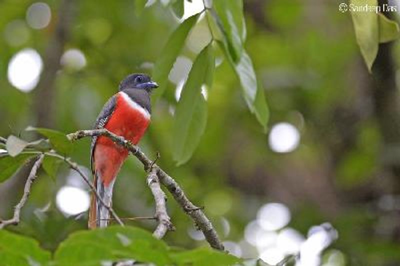 Malabar Trogon