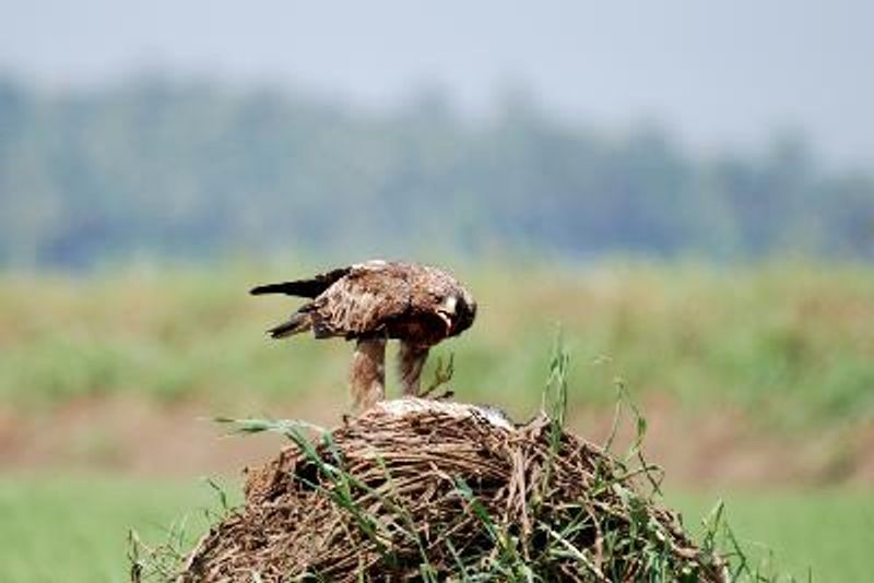 Booted Eagle