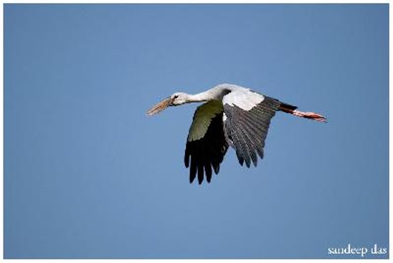 Asian Openbill