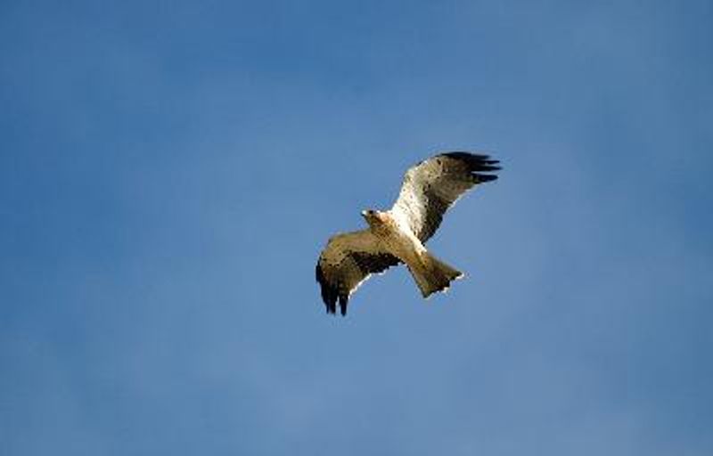 Booted Eagle