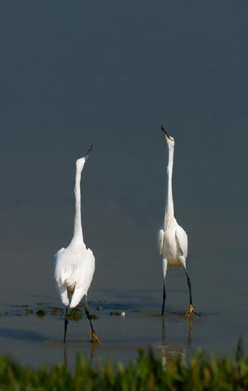 Little Egret