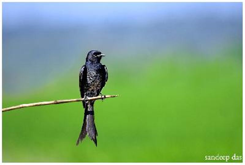Black Drongo