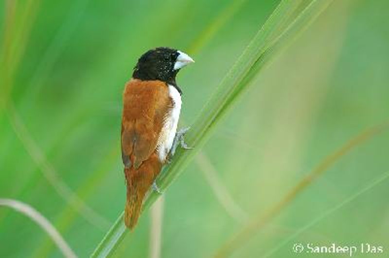 Tricoloured Munia