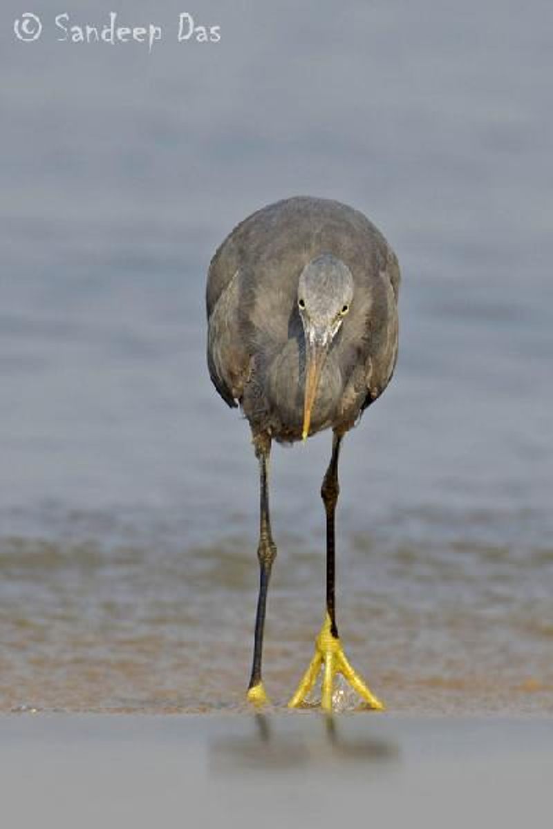 Western Reef Egret