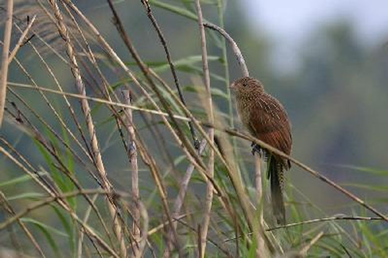 Lesser Coucal