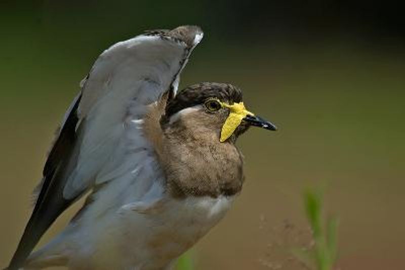 Yellow wattled Lapwing
