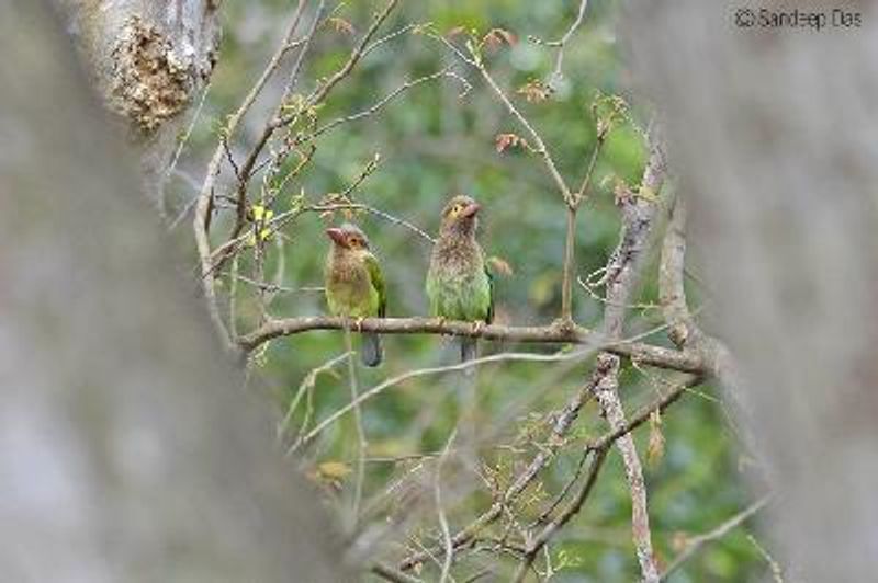 Brown headed Barbet