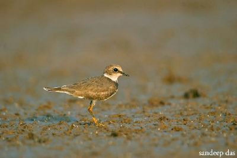 Little Ringed Plover