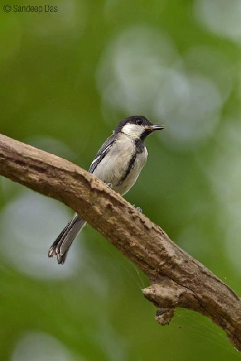 Cinereous Tit