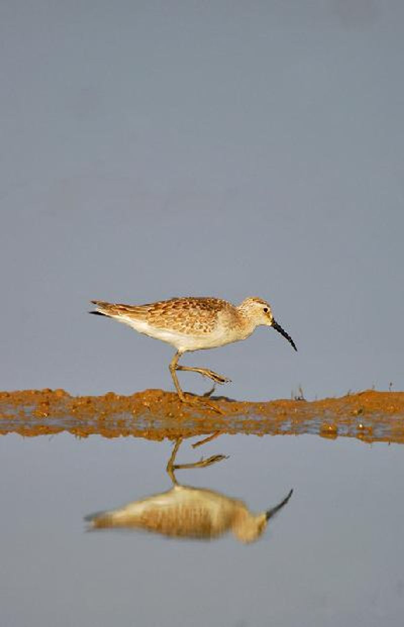 Curlew Sandpiper