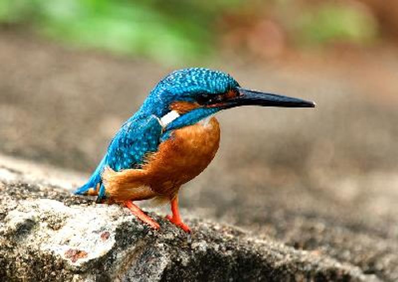 Common Kingfisher