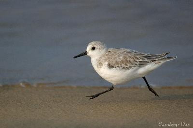 Sanderling