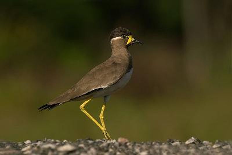 Yellow wattled Lapwing