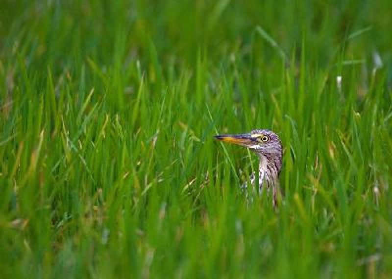 Indian Pond Heron