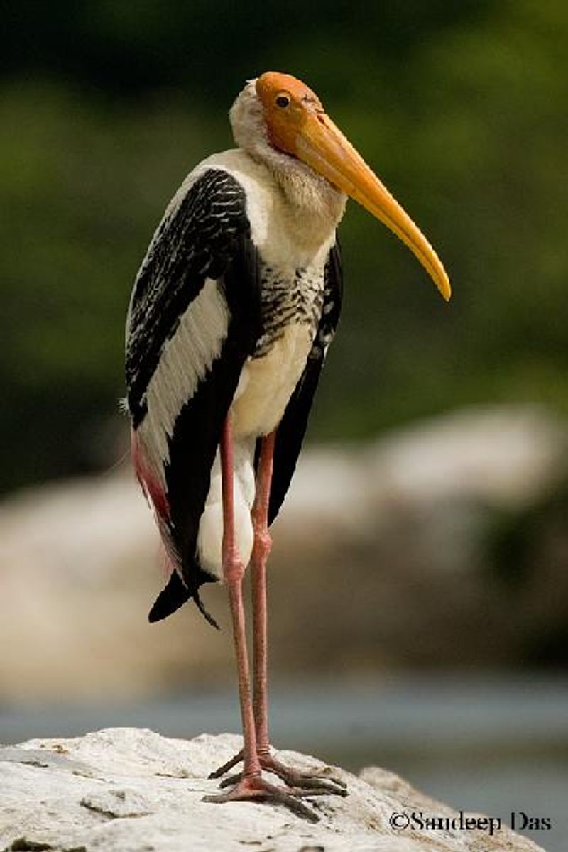 Painted Stork