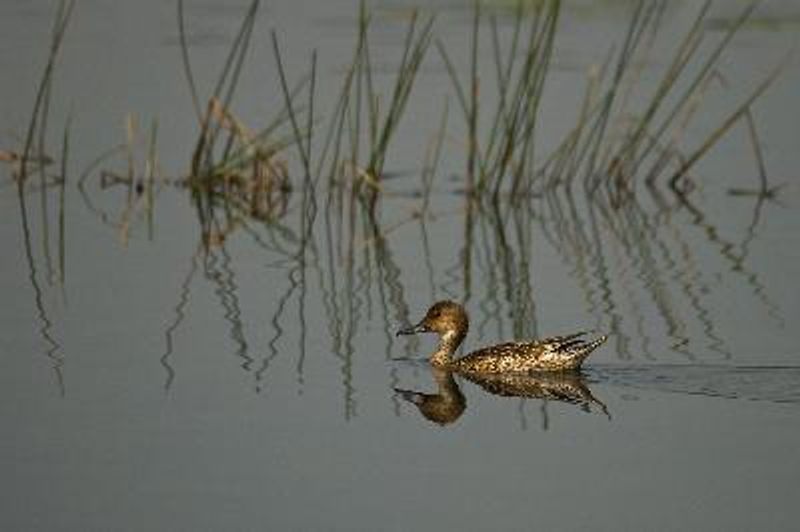 Northern Pintail