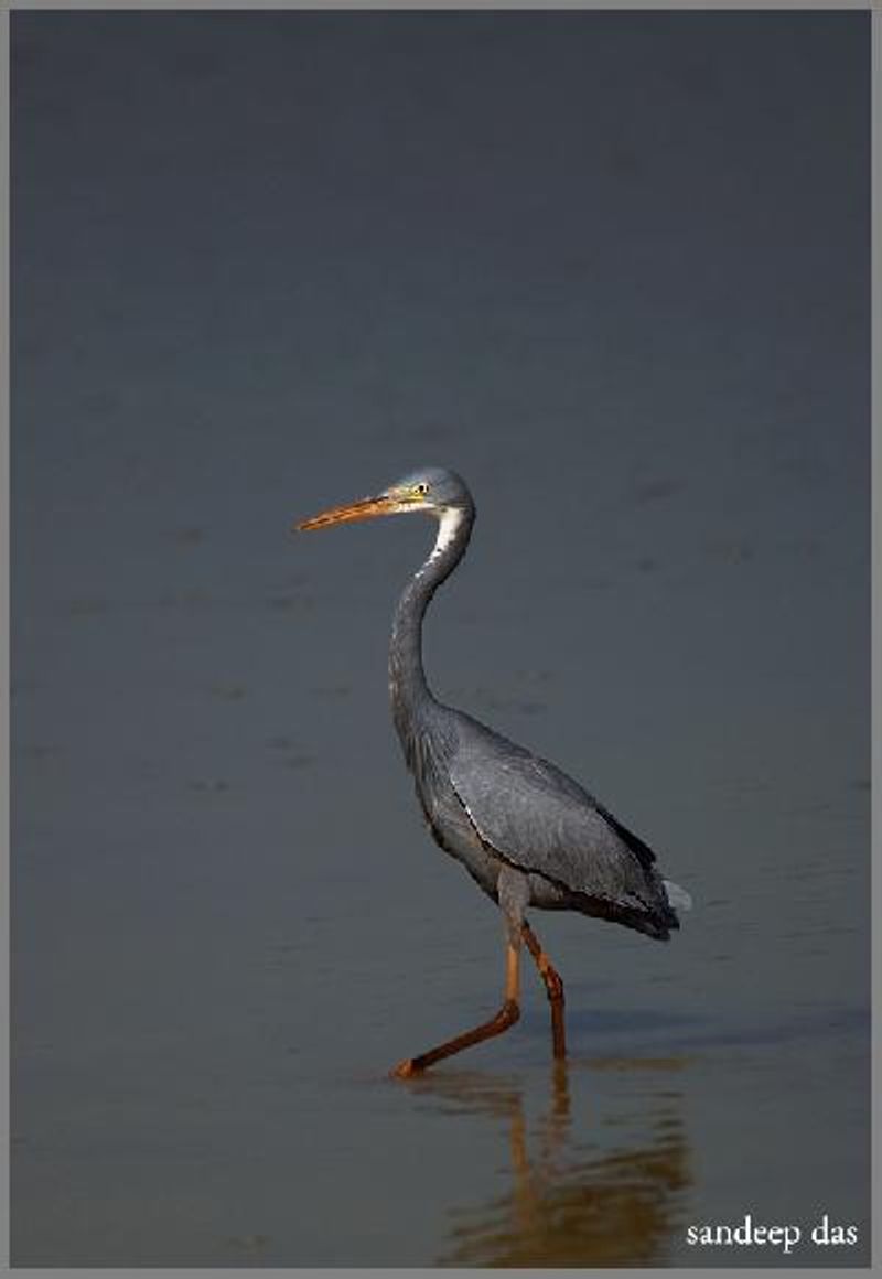 Western Reef Egret