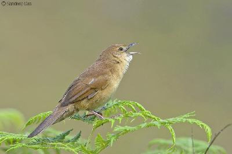 Broad tailed Grass Warbler