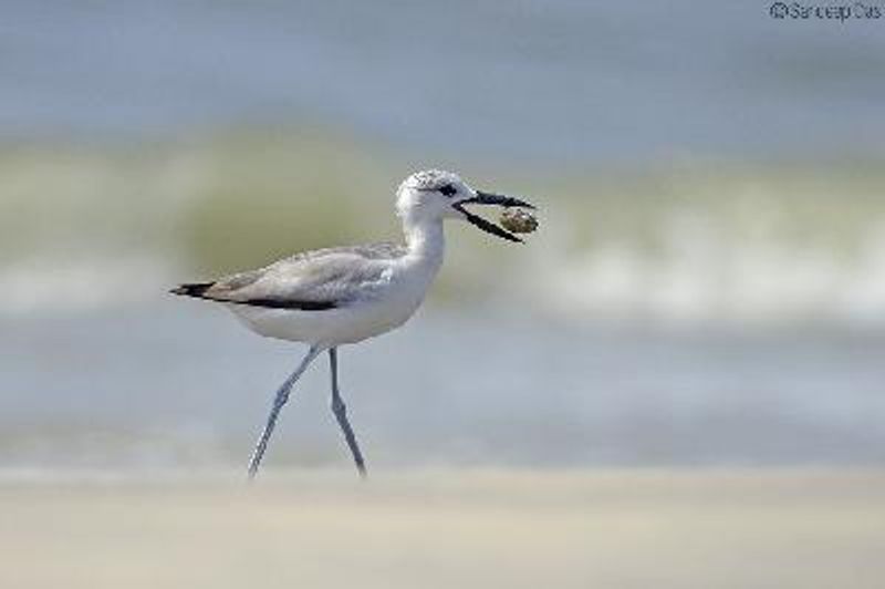 Crab plover