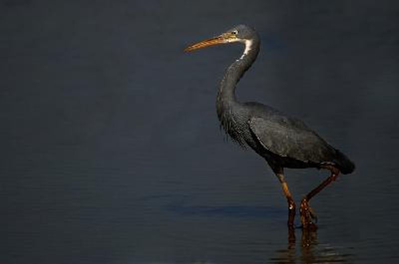 Western Reef Egret