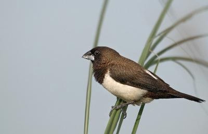 White rumped Munia