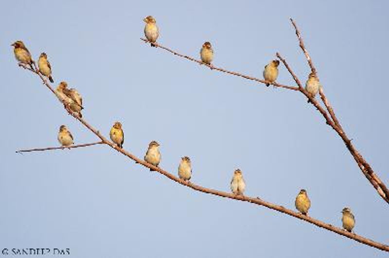 Baya Weaver