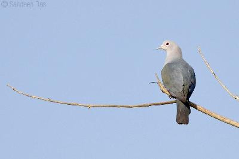 Green Imperial Pigeon